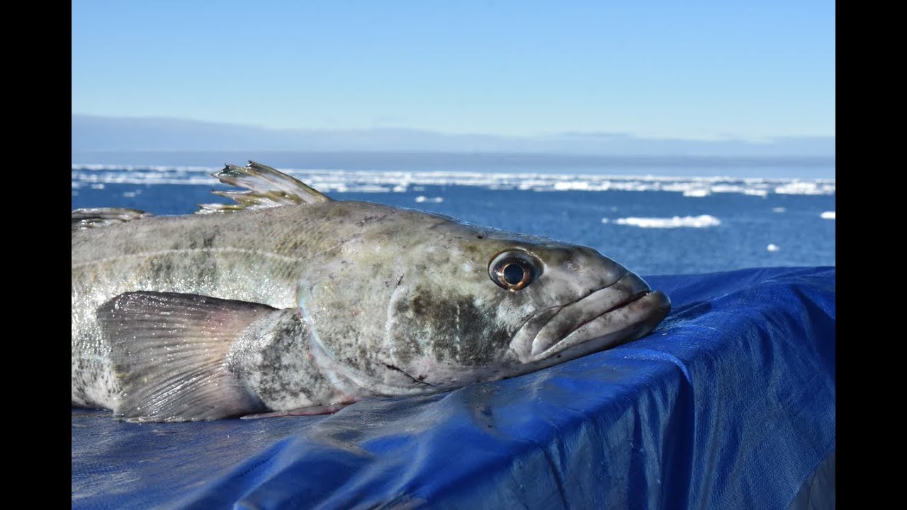 Патагонский клыкач ~ 10кг